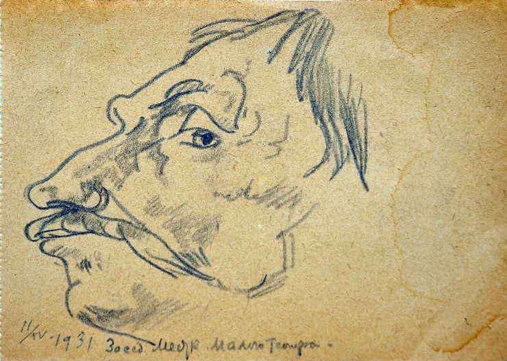 Schiţă (Portret de bărbat, în profil), 1931