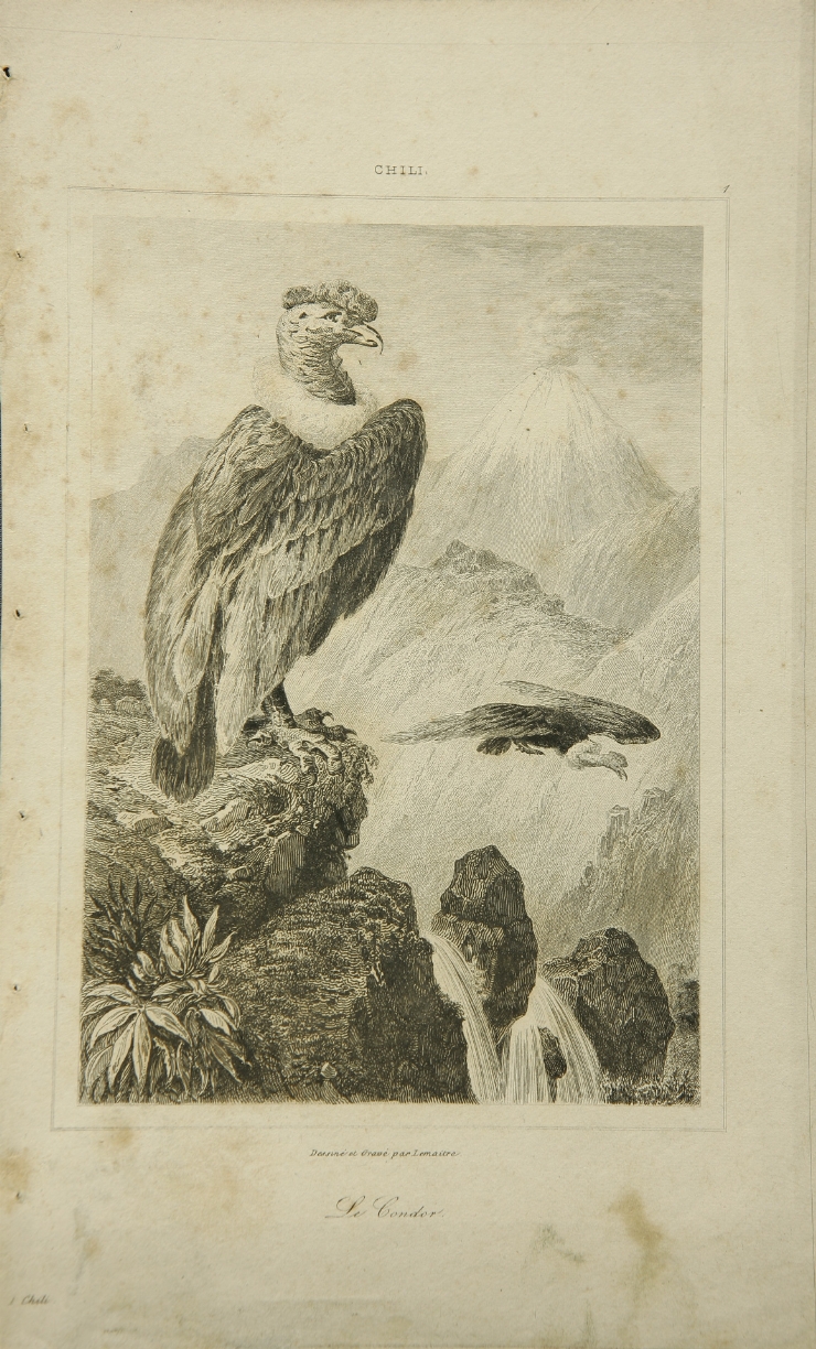 Condor (din seria 