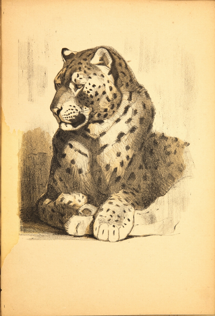 Un leopard