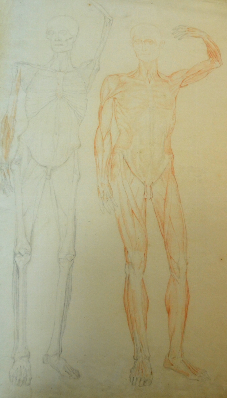 Desen anatomic