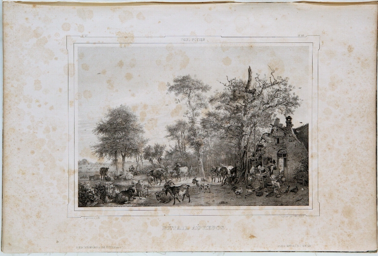 Cireadă la odihnă. Foaie din album „Galeria Ermitage” (de pe originalul lui P. Potter), 1844