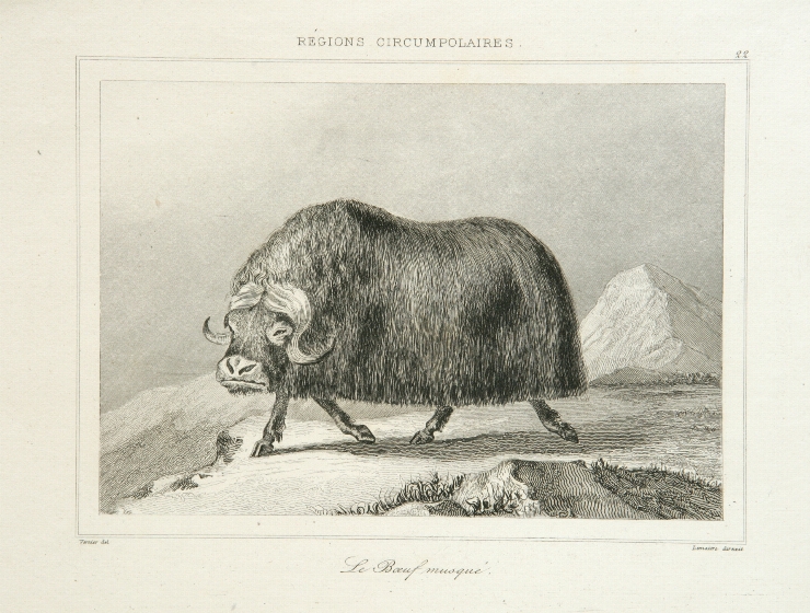 Taur (Iac)