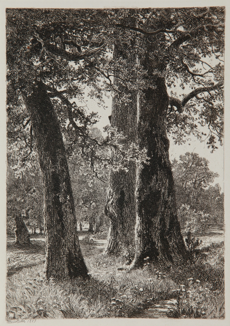 3 stejari