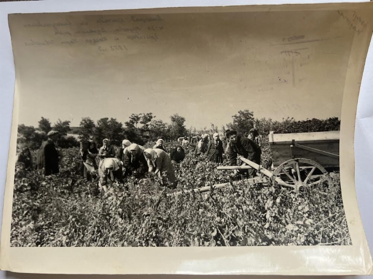 Fotografia de viticultori la strângerea roadei
