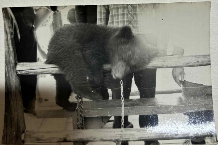 Grădina Publică din or. Edineț; Puiul de urs din colțul zoologic a Grădinii Publice din or. Edineț