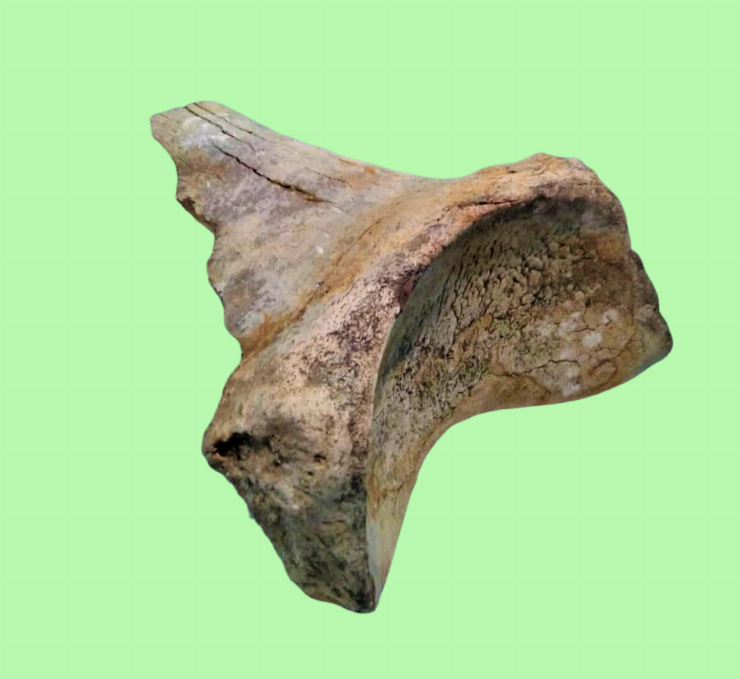 Os de mamut