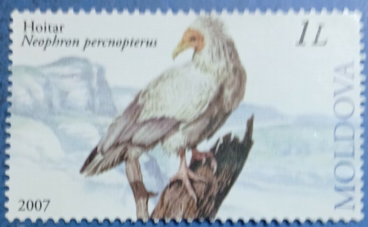 Timbru poștal - „Hoitar – Neophron percnopterus”