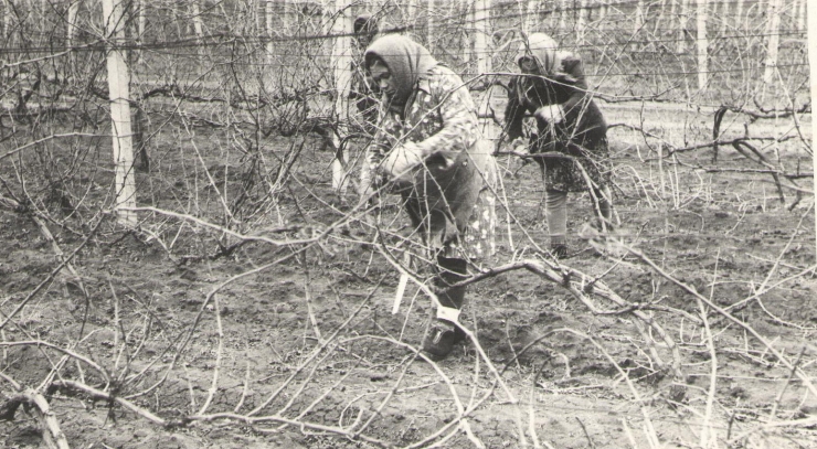 фотография