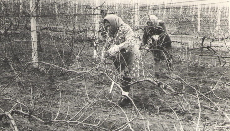 фотография