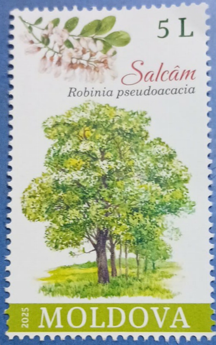 Timbru poștal -  „Salcâm”
