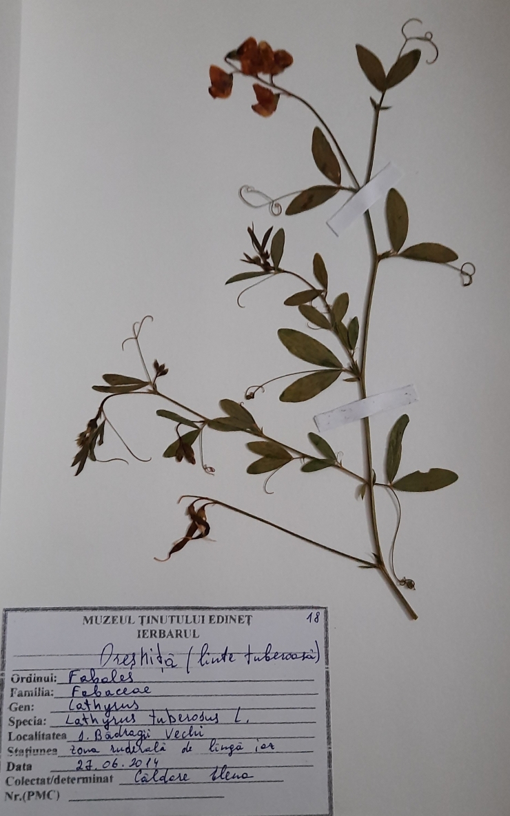 Lathyrus tuberosus ( oreșniță sau linte tuberoasă)