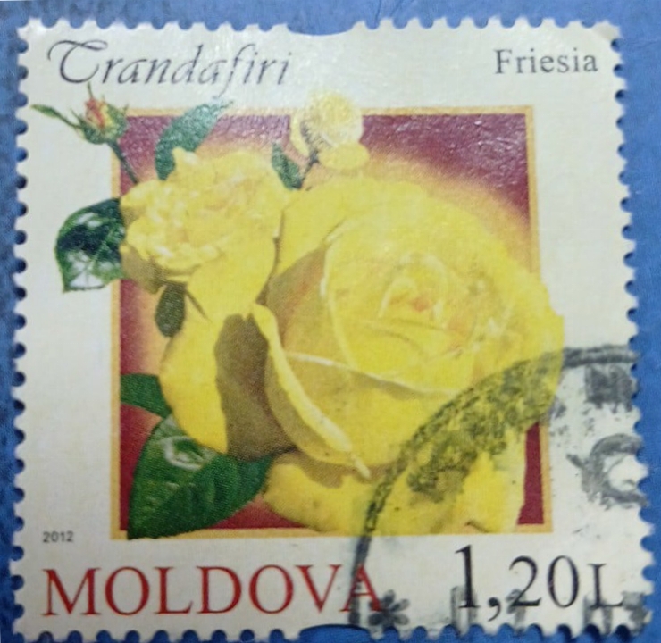Timbru poștal - „ Trandafiri – soiul Friesia” 