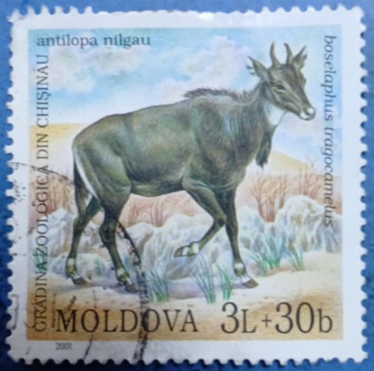 Timbru poștal - „Antilopa Nilgau – Grădina Zoologică din Chișinău” 