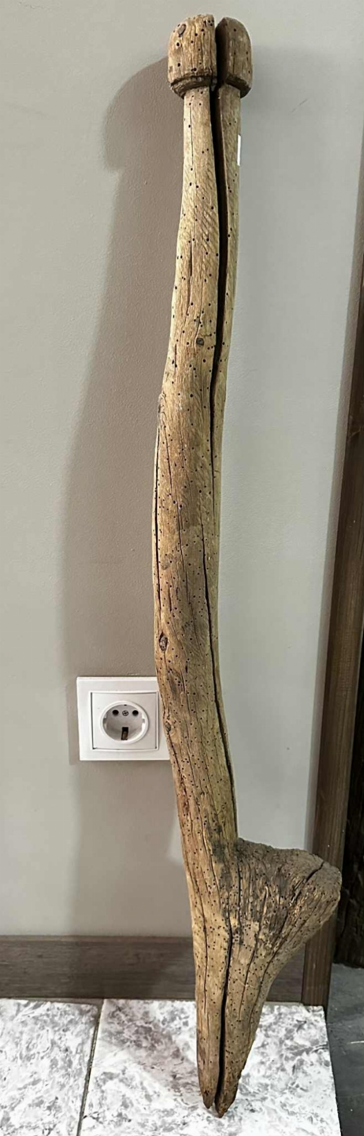 Chitonog