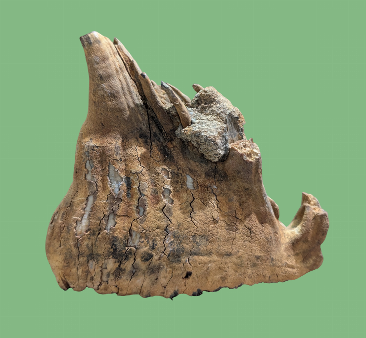 Dinte de mamut