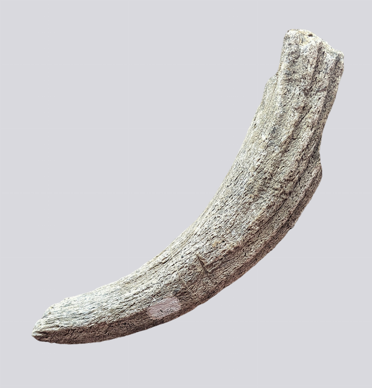 Dinte de mamut