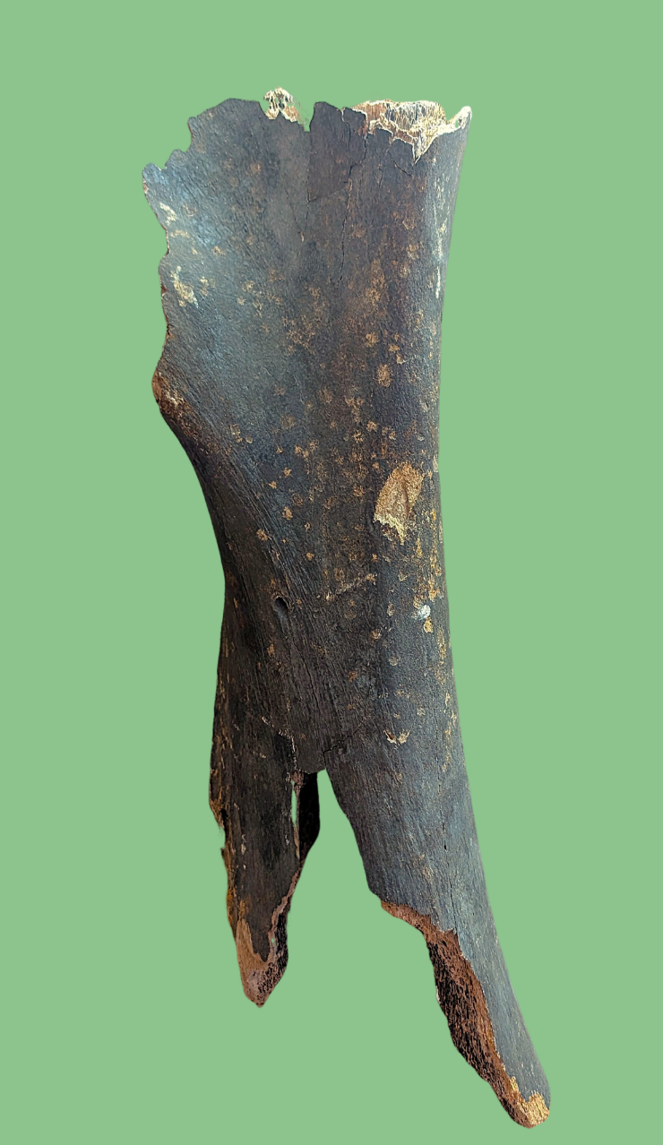 Os de mamut