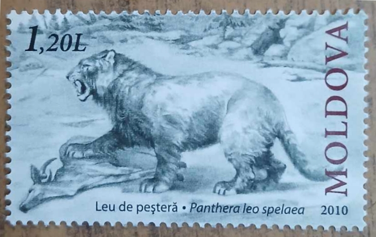  Leu de peșteră