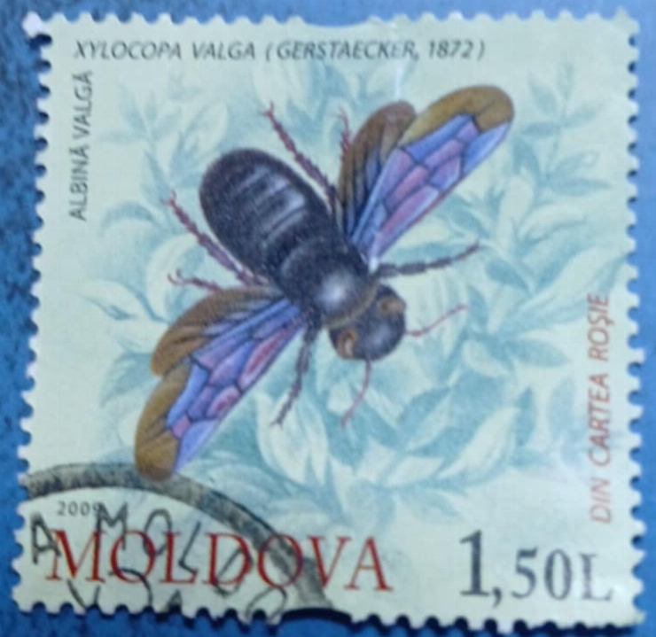 Timbru poștal - „Specii rare din Moldova – Xylocopa valga”