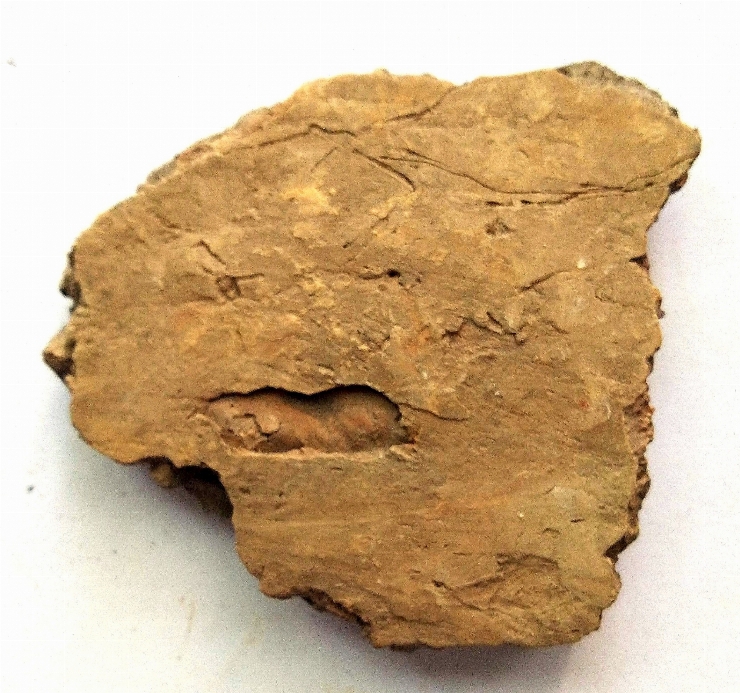 Fragment de vas lucrat cu scoică