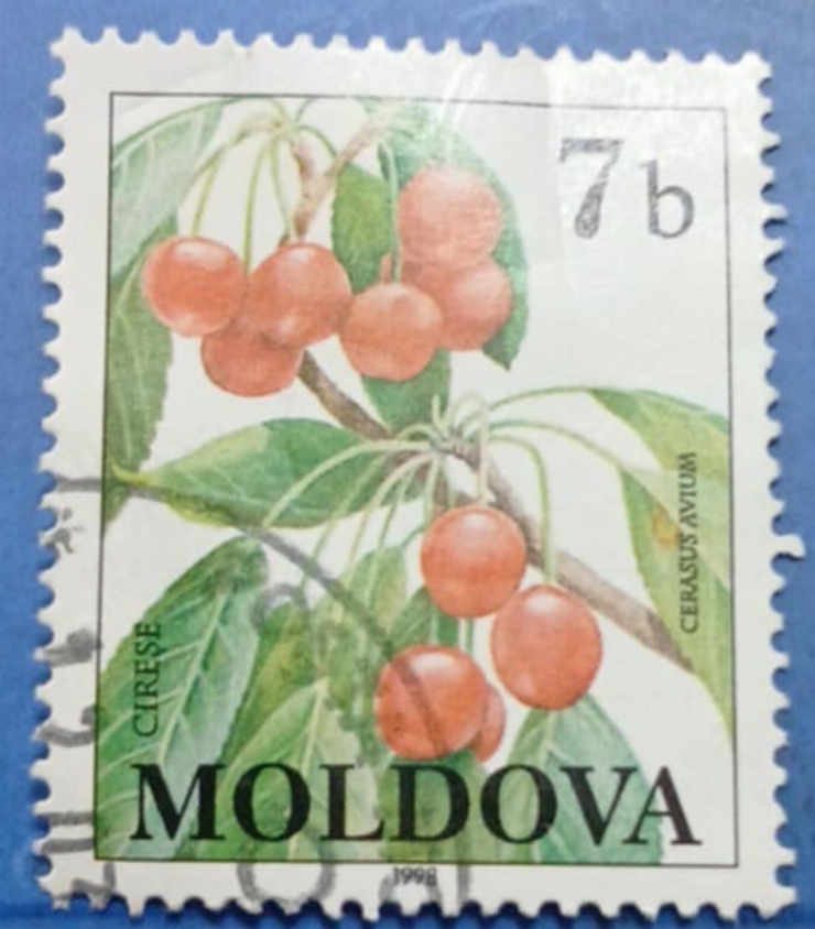 Timbru poștal moldovenesc – „Cireșe (Cerasus avium)” 