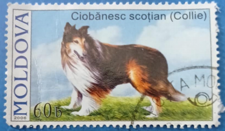 Timbru poștal – „Ciobănesc scoțian (Collie)”