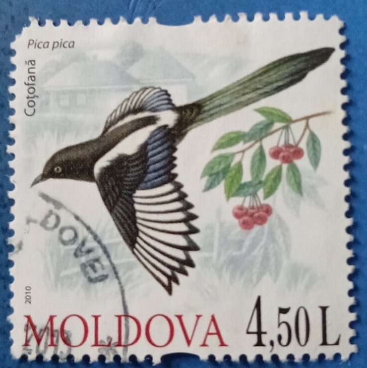 Timbru poștal - „Coțofana – Fauna sălbatică a Moldovei”