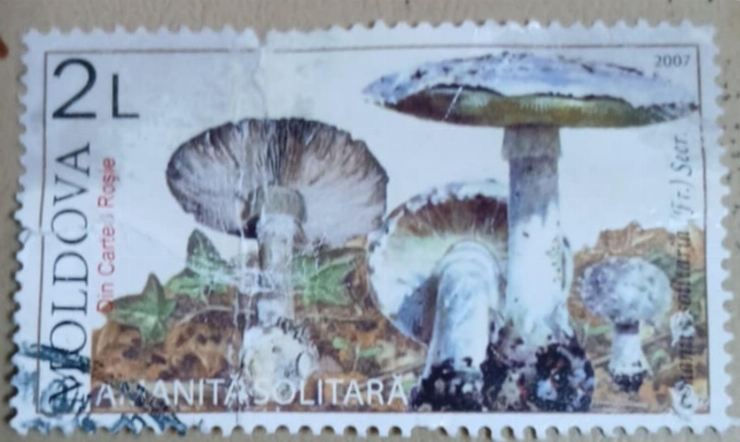 Timbru poștal - „Amanita solitară – Din Cartea Roșie”