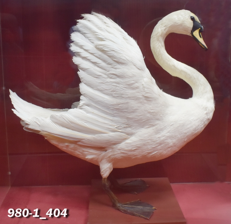 Lebădă de vară