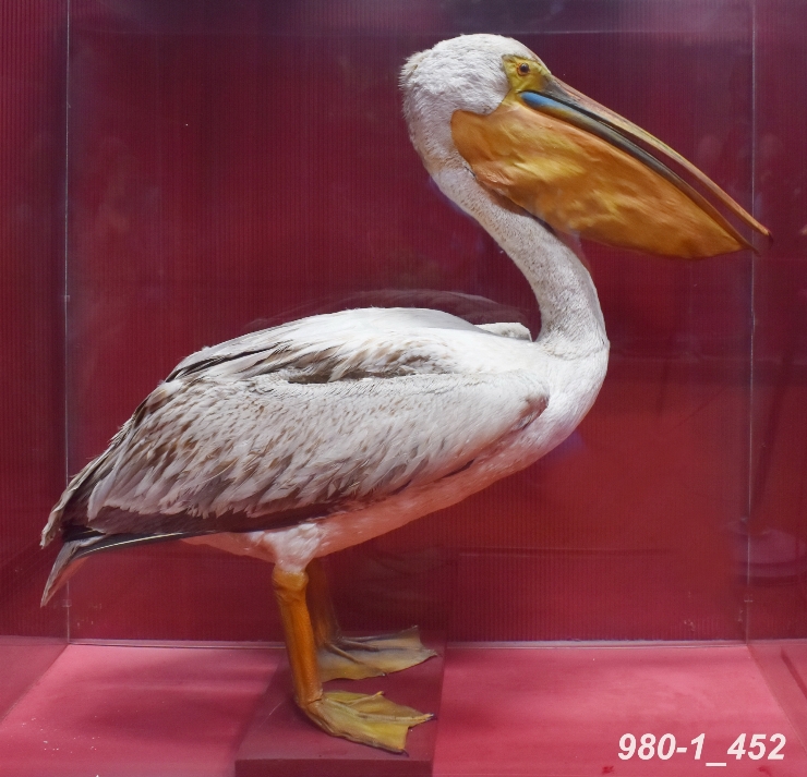 Pelican comun