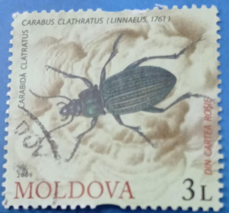 Timbru poștal - „Carabus clathratus ”