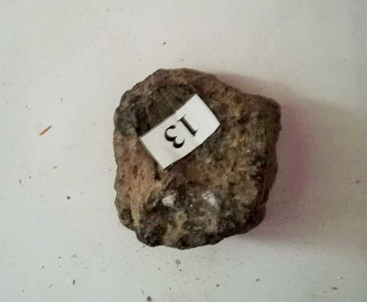 Amprentă de scoică