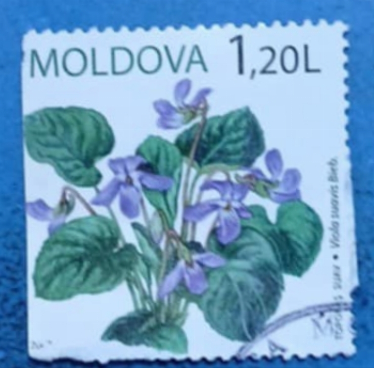 Timbru poștal - „Viola suavis Bieb(Floare sălbatică)”