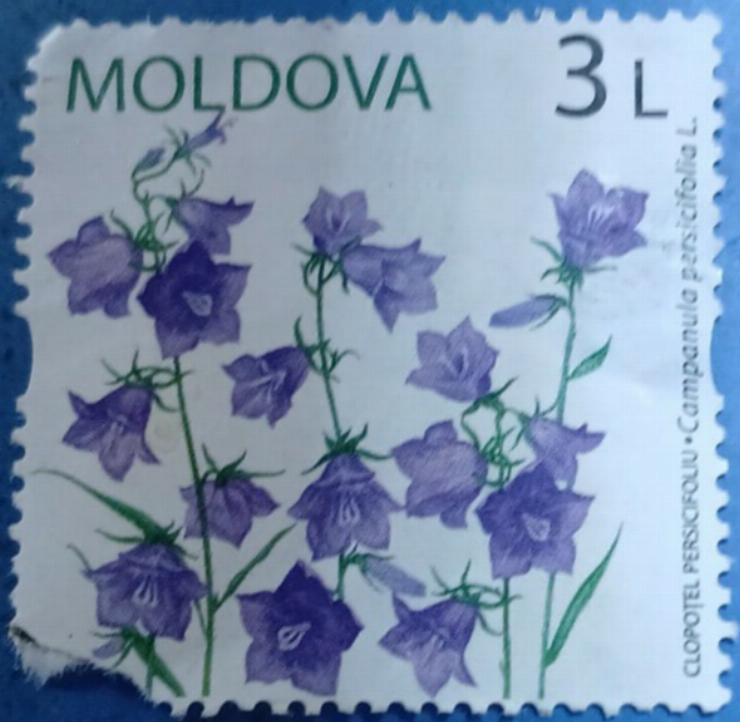 Timbru poștal - „Clopoțel perisoriu — Campanula persicifolia L”