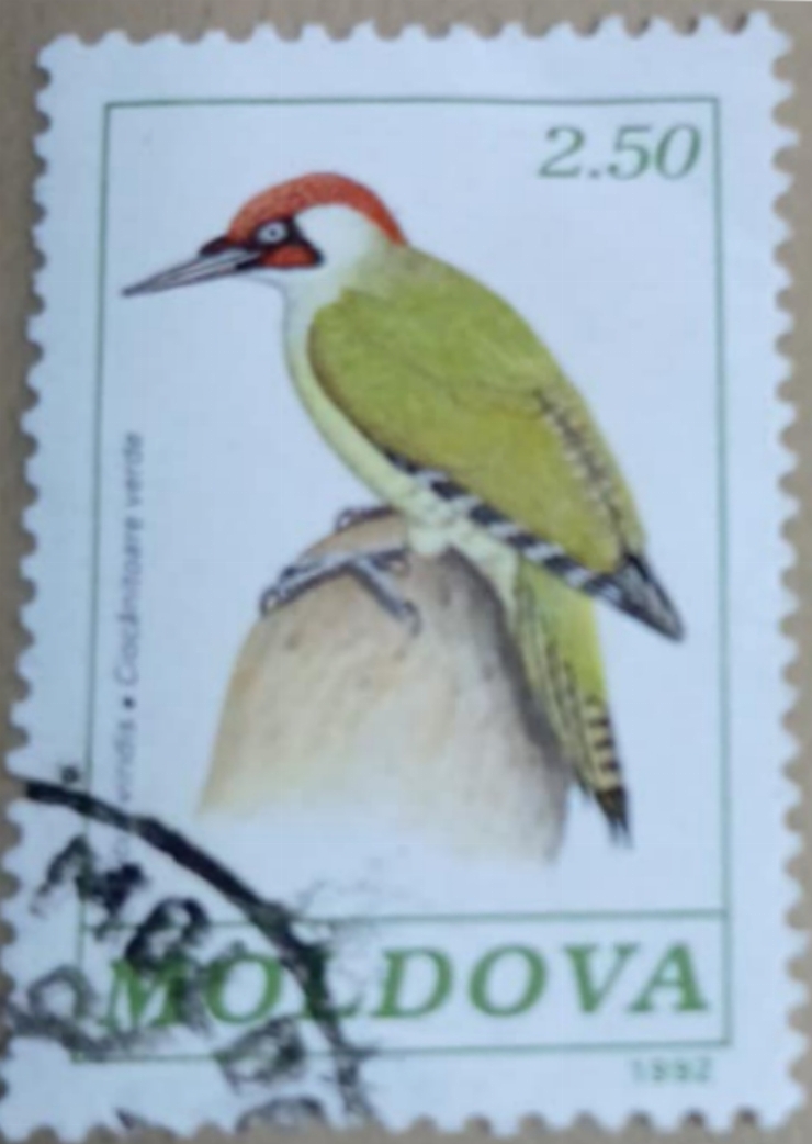 Timbru poștal - „Ciocănitoarea verde (Picus viridis)”