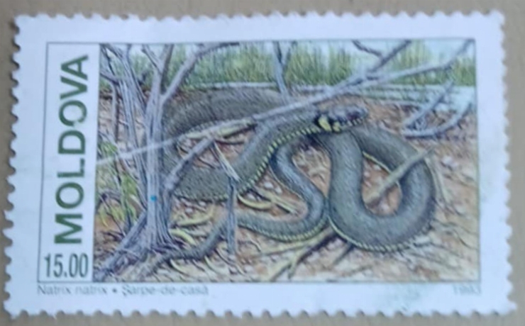 Timbru poștal - „Șarpe de casă - Natrix natrix”
