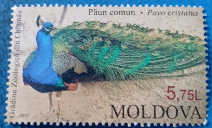 Timbru poștal – „Păun comun (Pavo cristatus)”