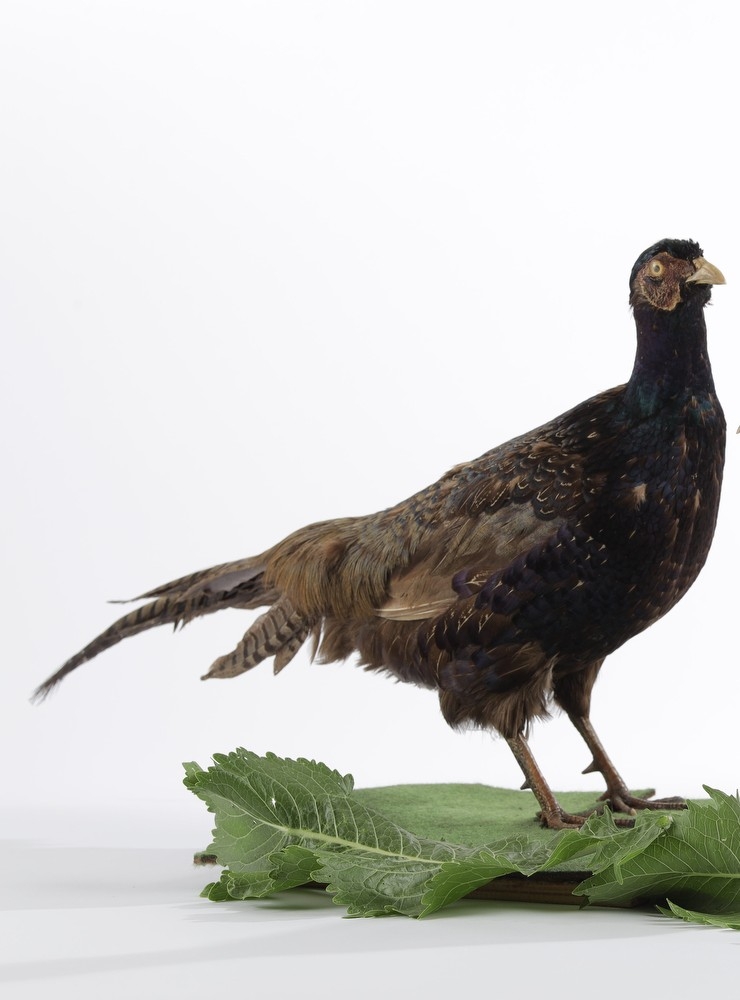 Fazan; Phazianus colchius (Linnaeus, 1758)