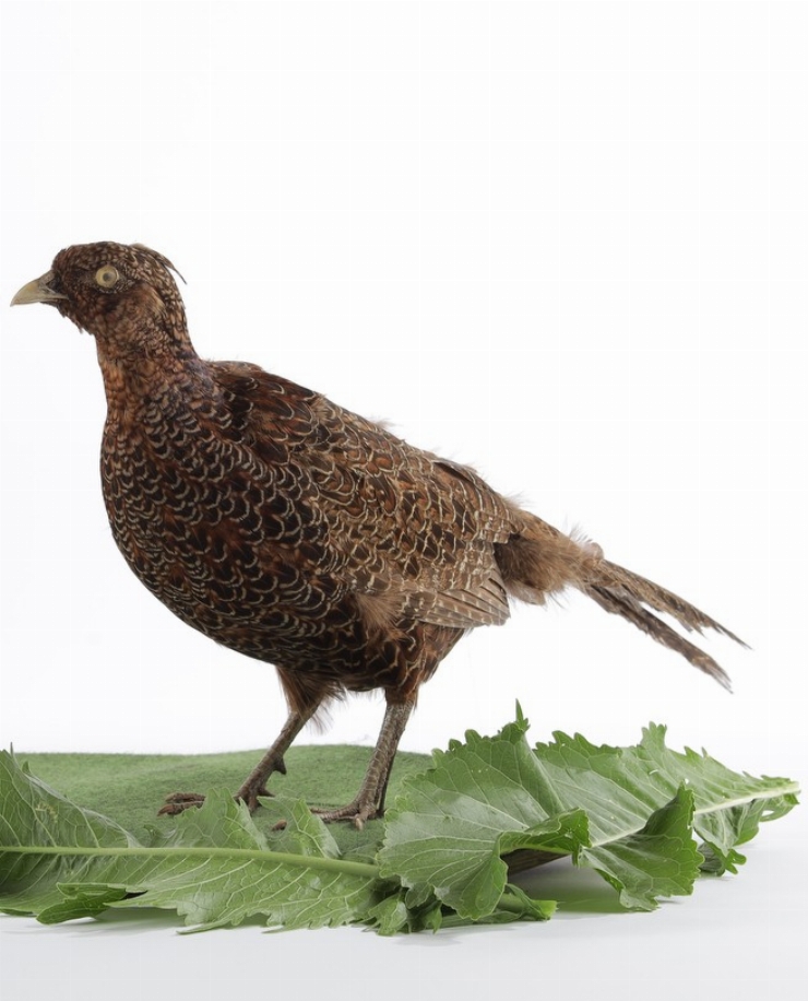 Fazan; Phazianus colchius (Linnaeus, 1758)