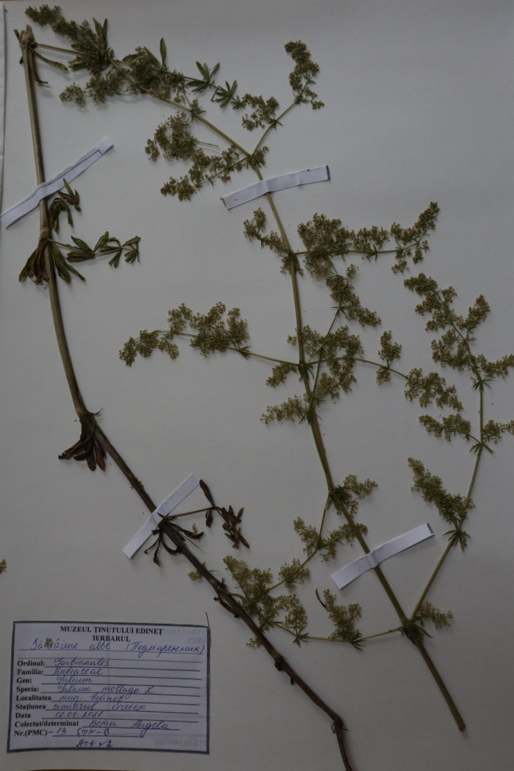 Galium mollugo 