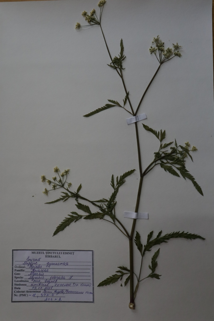 Myrrhis odorata