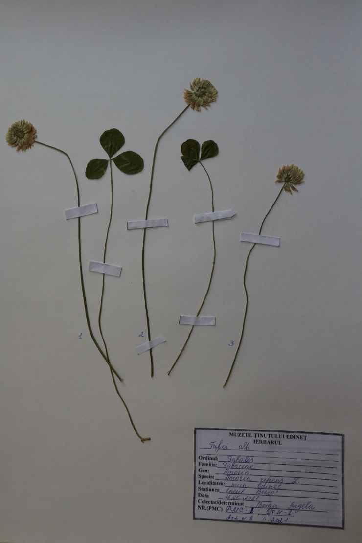 Amoria repens 