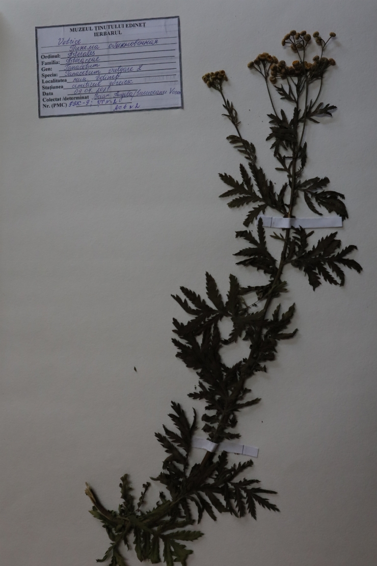 Tanacetum vulgare 