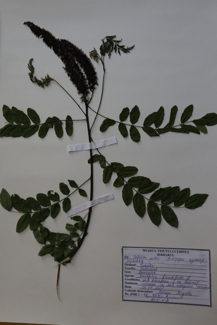 Amorpha fruticosa