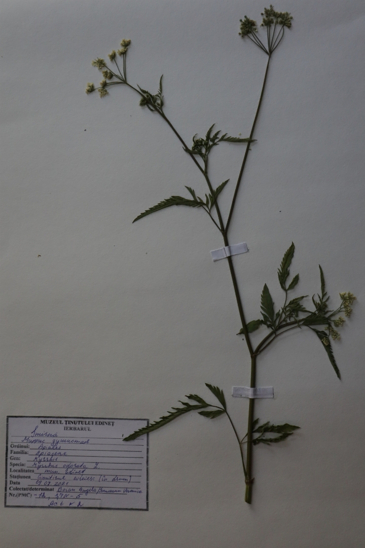 Myrrhis odorata