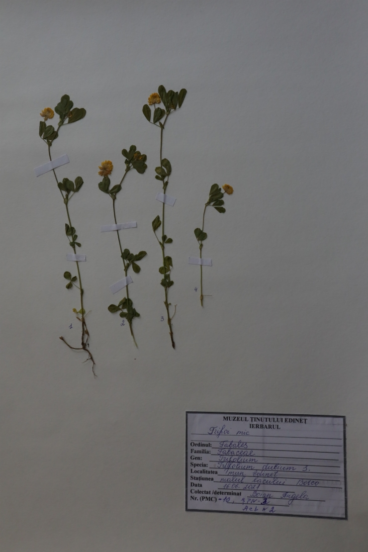 Trifolium dubium 