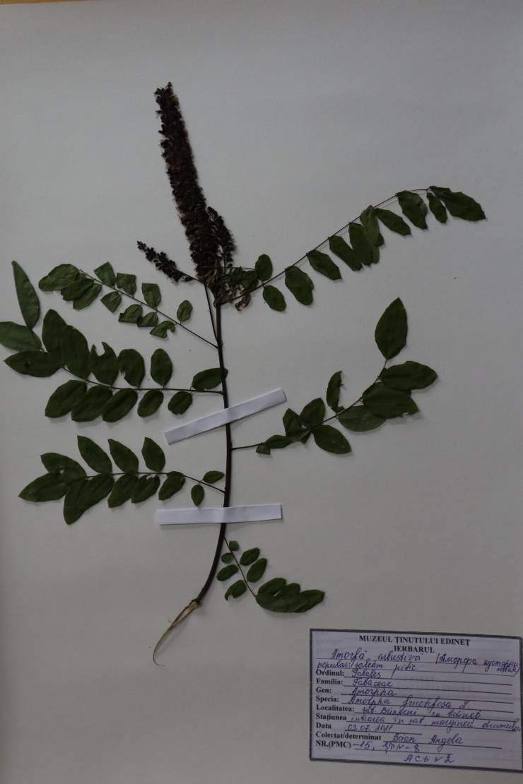 Amorpha fruticosa