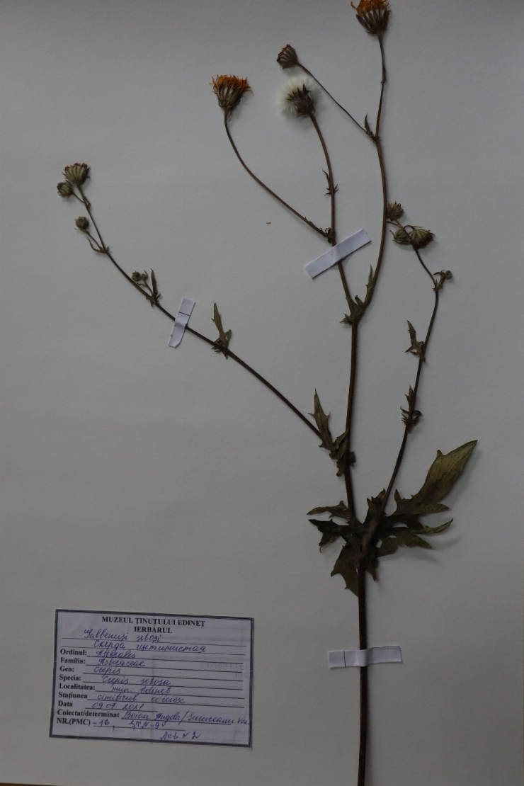 Crepis setosa 