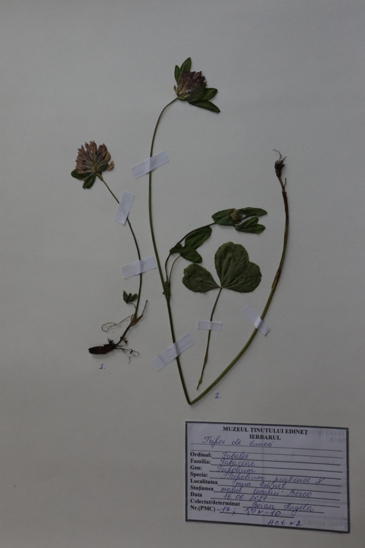 Trifolium pratense 