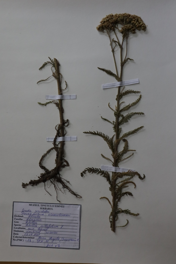 Achillea millefolium 